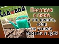 Посевная в июне, и что делать, если не успели посеять в срок