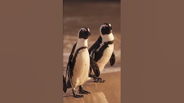 Amazing Facts About Penguins | Discover the Life of Penguins in Antarctica