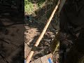 #kater (Peat) auf dem #baumhaus #part 1/3 #katze #wald
