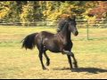 Hendrik~ 2010 1st premie Friesian colt for sale in Michigan