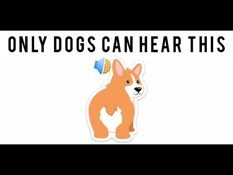 Only dogs can hear this high pitch sound... - YouTube