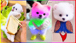 Pomeranian Dogs and Their Hilarious Antics 😍 Funny Dogs and Cats 🐾 #537