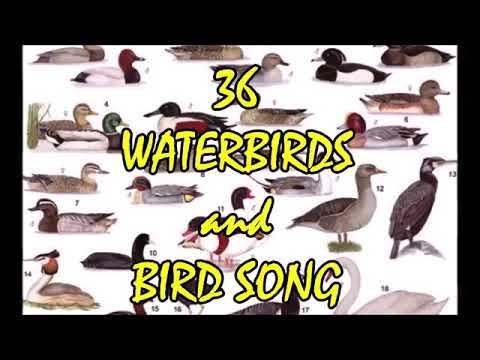 فيديو: ما هي الطيور البحرية