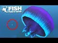 THE GIANT JELLYFISH!!! - Fish Feed Grow