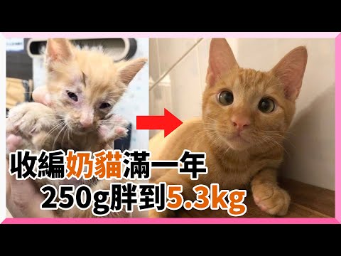 愛媽公園救援奶貓 收編一年從250g幸福肥到5.3kg｜寵物動物｜橘貓｜流浪貓