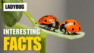 Exploring the Fascinating World of LadyBug | Interesting Facts | The Beast World