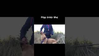 Is your dog's prey drive causing you problems? Let's chat about it.