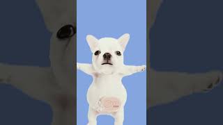 #pug #memes