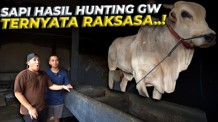 AKHIRNYA BALIK LAGI KE SETIA FARM NENGOK SAPI HASIL HUNTING GW..!!