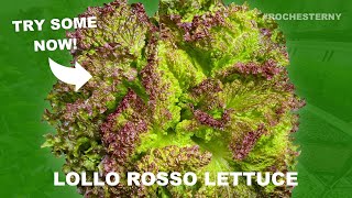 Lollo Rosso Lettuce In Rochester NY by Rochester Microgreens 61 views 6 months ago 24 seconds