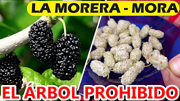 ¿Qué significa tener un árbol de mora?