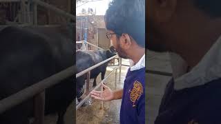Machine Milking of Buffaloes at SB Dairy Farm II  Dr. Muzzammil