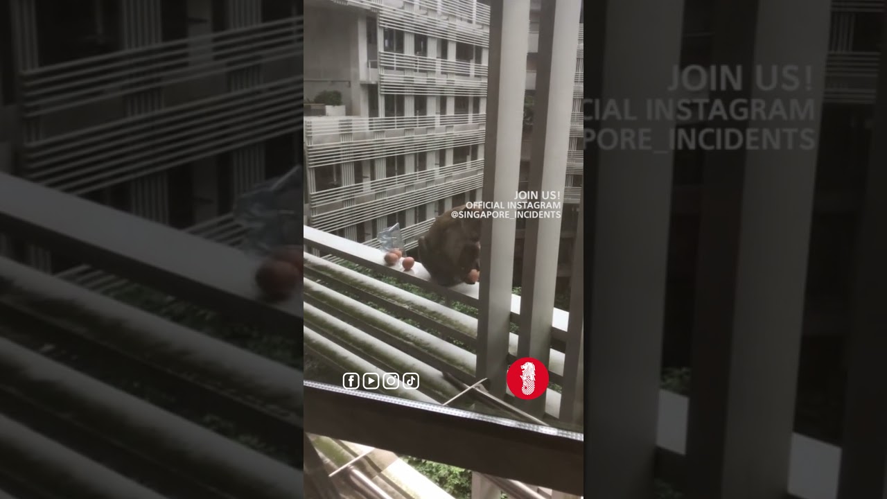 2 monkeys invaded a NTU hostel room