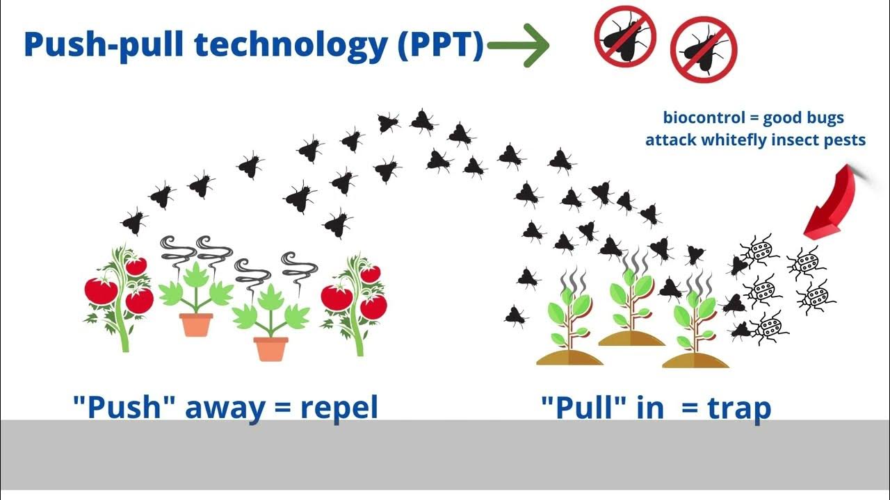 Dual Strategy "PushPull" Technology and Companion Planting in