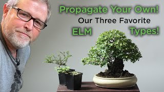 Bonsaify | How to Propagate Elms for Bonsai: Eric