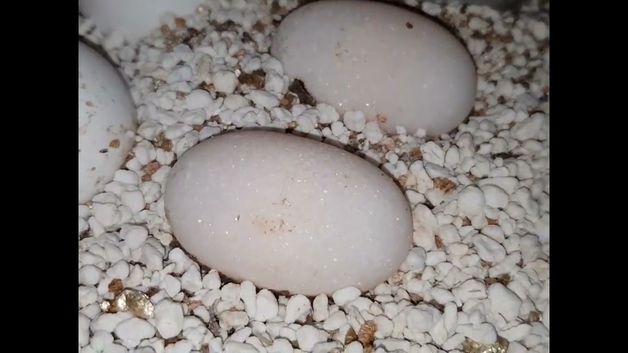 Cara menetaskan telur sulcata di HeCla Sulcata Eps 1 