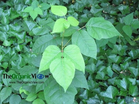 วีดีโอ: การกำจัด Poison Oak - Poison Oak หน้าตาเป็นอย่างไร