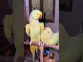 Lovely Ringneck Talking Parrots #talkingparrot #parrot #shorts