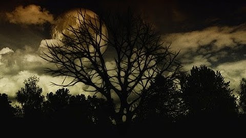 HAUNTED FOREST ◣_◢ Scary Sounds of Ghosts in the Darkness 🎧 2 HOURS