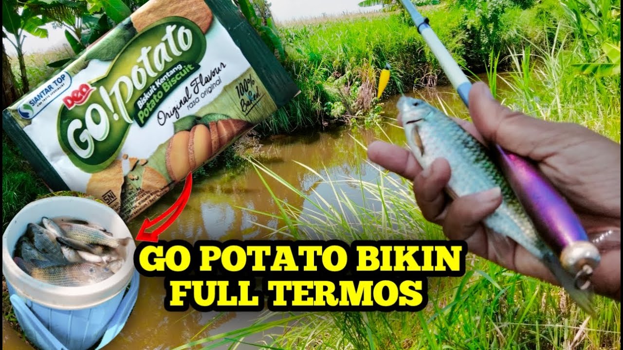 CUMAN MODAL 1000 BISA BIKIN FULL TERMOS ,KEGANASAN UMPAN GO POTATO MEMANG JUOS