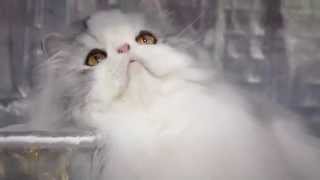 All About Persian Cats