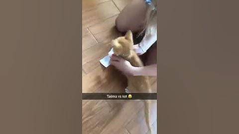 Kot vs taśma