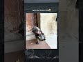 P18 | nghịch ngu không ai bằng😂#viral #haihuoc #funny
