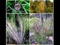 Dekoratyvinės žolės: soruolė, sora, lendrūnas, melvenė, barzdotis, imperata, eraičinas