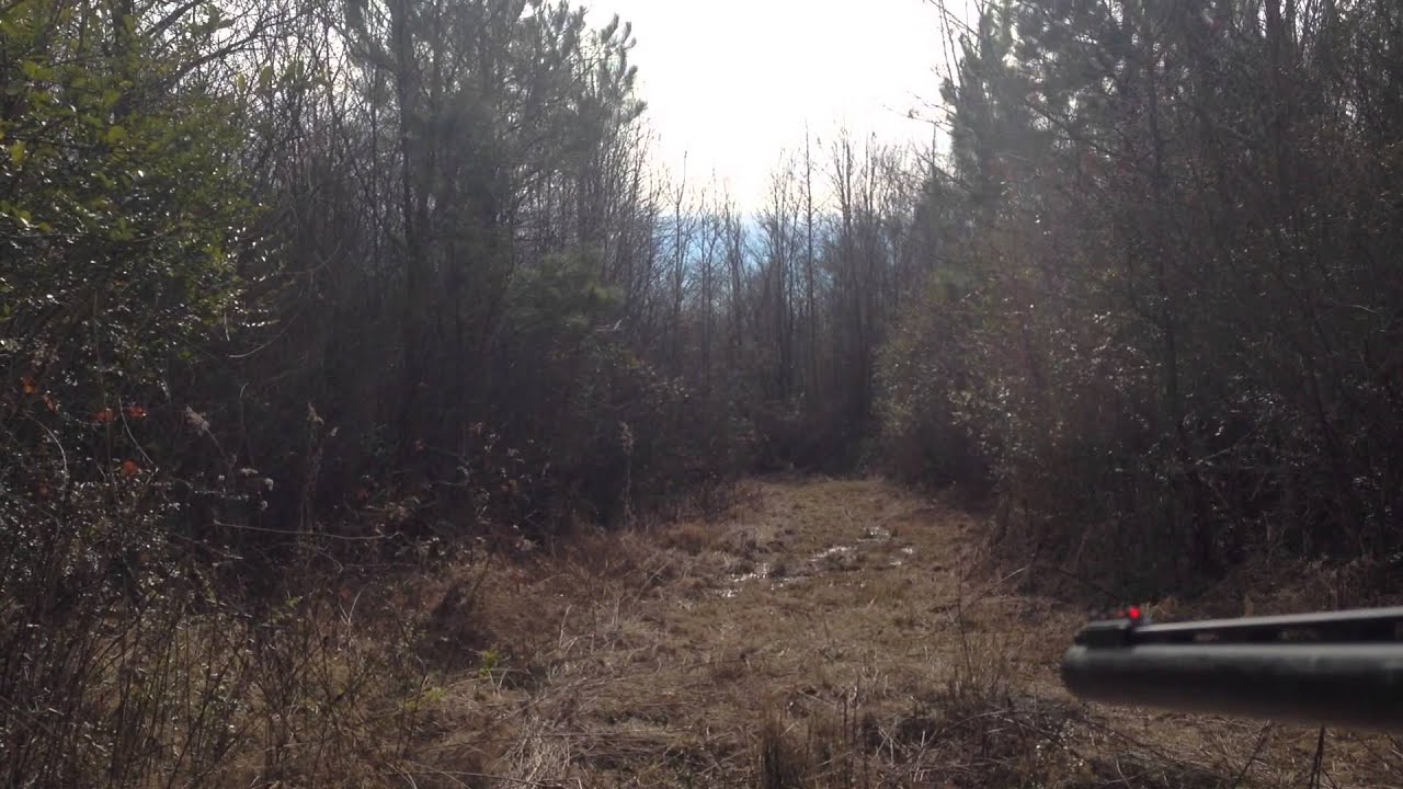 Rabbit Hunting with Patch Hounds killshot - YouTube