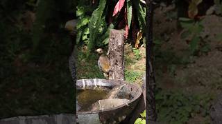 Cambiarla y limpiarlo.piarlo con frecuencia, hace la diferencia #parati #birds #nature