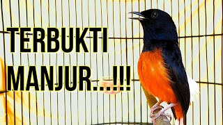 MANJUR...!!! Bikin murai batu loyo LANGSUNG NAIK PITAM dan IKUT TARUNG