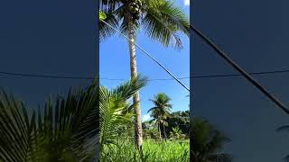 Твоя жизнь в Бразилии с кокосовой 🥥🌴 зависимостью #бразилия #иммиграция #родызаграницей #роды