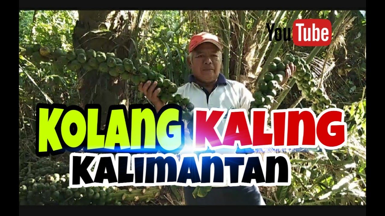 KOLANG KALING KALIMANTAN 