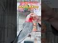 【赤ちゃん帰り】いないいないばぁで大喜びするインコ♡ #鳥フェス #モモイロインコ #インコ好きさんと繋がりたい #赤ちゃん帰り