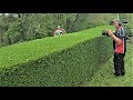 DIY Boxwood Hedge Backdrop  No Plywood  Your Questions ...