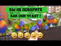 Австралийские попугаи лорикеты все ручные ! Не боятся людей,ходят по голове.Элла Австралия