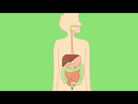 Układ pokarmowy człowieka( The human digestive system)