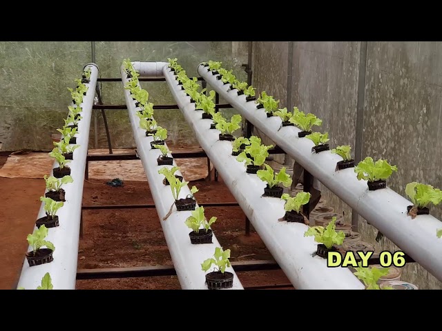 AL තාක්ෂණවදෙය සලාද කොල