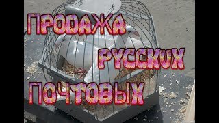 Русские почтовые голуби. Продажа в Туле. Тел. 8-905-624-11-18(Русские почтовые голуби. Молодняк 2016г. Продажа в Туле. Тел. 8-905-624-11-18. Так же объявления о голубях есть в групп..., 2016-05-30T14:29:32.000Z)