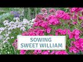 Comment semer des graines de sweet william  dianthus barbatus