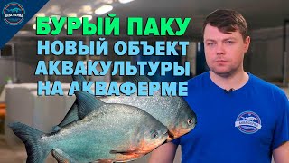 Бурый Паку. Новый объект аквакультуры на акваферме