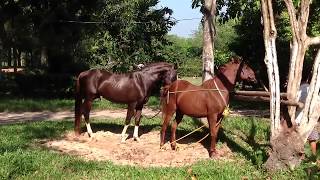 2 Male Horses Mating