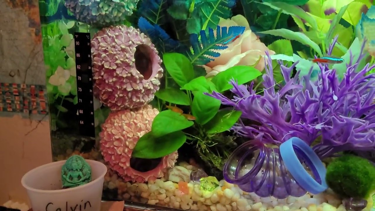 Betta Sorority 29 Gallon SeaClear Tank, Aquarium Tips, Purple Pink Blue Freshwater Female Betta Tank