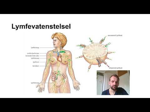 Video: 16/6-idiotype Dat Antilichamen Tot Expressie Brengt, Veroorzaakt Hersenontsteking En Cognitieve Stoornissen Bij Muizen: Het Mozaïek Van Betrokkenheid Van Het Centrale Zenuwstelsel