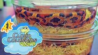 Cloud Colubrids Ships out Baby Snakes. My Cornsnake Collection 2022.