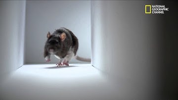 Breakthrough: Decoding the Brain