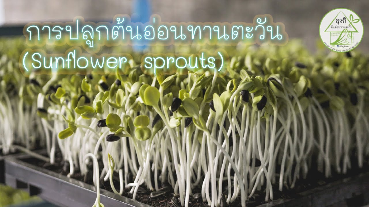 การปลูกต้นอ่อนทานตะวัน สไตล์ลุงกิ (Sunflower Spronts Plant) | ICE See You
