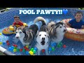 Our babies  huskies first pool pawty 