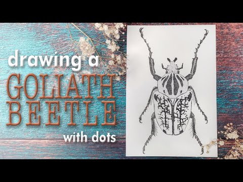 Stippling: drawing a goliath beetle with dots