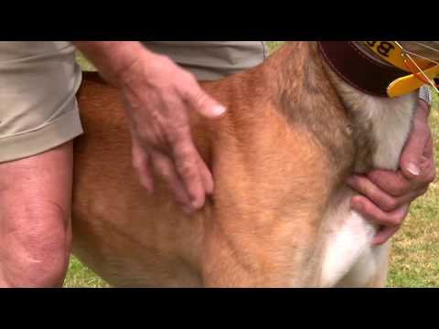 Greyhound Care: Two-minute check for injuries